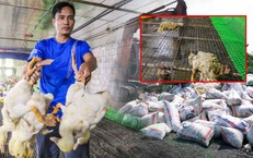 Chủ trang trại bất lực nhìn 60.000 con gia cầm chết la liệt do nước lũ