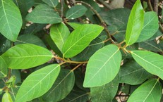 4 cách dùng lá sung hỗ trợ tiêu hóa