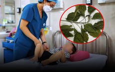 Chữa táo bón bằng lá lộc mại, bé trai 2 tuổi sốt cao, vàng da cấp cứu