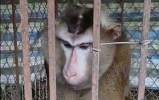 Tìm chủ sở hữu cá thể khỉ quý hiếm đi lạc vào nhà dân