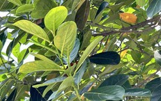Lợi ích sức khoẻ từ lá mít nhiều người chưa biết