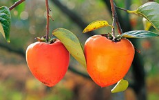 Vì sao ăn hồng giòn có thể gây tắc ruột?