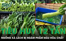 Trung Quốc tiêu hủy gần 12 tấn ngồng xà lách bị ngâm phẩm màu hóa chất