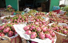 Giá thanh long chạm đáy, nhà vườn thua lỗ nặng