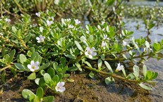 Cách dùng rau đắng biển giúp tăng cường trí nhớ, an toàn cho sức khỏe