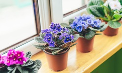 11 cây cảnh thanh lọc không khí và mang lại 'tài lộc' cho ngôi nhà bạn