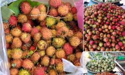 Chôm chôm rớt giá do vận chuyển và tiêu thụ gặp nhiều khó khăn