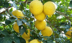 Các đặc sản vùng miền đồng loạt lên sàn thương mại điện tử