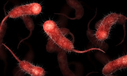 Mỹ đối mặt với sự l&#226;y lan vi khuẩn ăn thịt người - Vibrio vulnificus