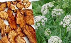 Xuy&#234;n khung gi&#250;p hoạt huyết, giảm đau lưng
