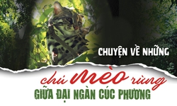 Những chú mèo rừng giữa đại ngàn Cúc Phương