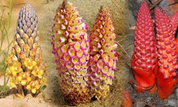 9 c&#225;ch sử dụng nhục thung dung bổ thận &#237;ch tinh