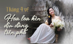 Th&#225;ng 4 về, hoa loa k&#232;n dịu d&#224;ng tr&#234;n từng con phố