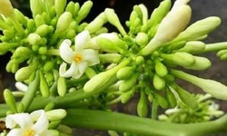 Hoa đu đủ đực ng&#226;m mật ong c&#243; thể gi&#250;p trị ho hậu COVID-19