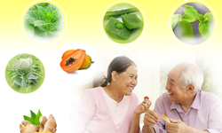 Thảo dược quý cho người bệnh viêm đại tràng mãn tính