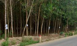 'Bán đất' treo trên cây