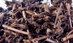 Nh&#226;n trần – vị thuốc giải nhiệt m&#249;a h&#232;