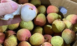 Vải thiều 200 ngh&#236;n/kg: H&#224;ng xuất Nhật, kh&#225;ch nội hiếm được ăn