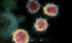 Ph&#225;t hiện chủng virus SARS-CoV-2 lai giữa biến thể Omicron v&#224; biến thể Delta