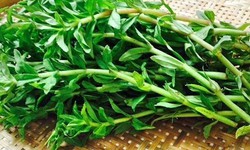 Rau ngổ pha với nước dừa chữa sỏi đường tiết niệu được kh&#244;ng?