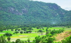 Những lo&#224;i c&#226;y thuốc được đồng b&#224;o d&#226;n tộc Khmer v&#249;ng Bảy N&#250;i sử dụng nhiều nhất