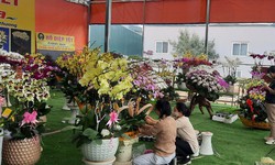 Xu&#226;n về trong sắc thắm hoa lan