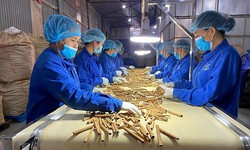 Tạo điều kiện x&#250;c tiến xuất khẩu c&#225;c sản phẩm quế, hồi, dược liệu Việt Nam ra thị trường quốc tế