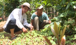 Hai lợi thế để ph&#225;t triển dược liệu ở Việt Nam
