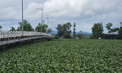 B&#232;o lục b&#236;nh &#39;tấn c&#244;ng&#39; s&#244;ng ng&#242;i, k&#234;nh rạch Thừa Thi&#234;n Huế