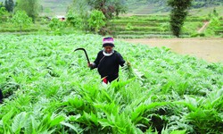 Chuyện trồng dược liệu của đồng b&#224;o người Dao tr&#234;n nẻo cao H&#224; Giang