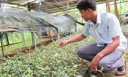 Người d&#226;n tộc Cơ Tu l&#224;m gi&#224;u nhờ ba k&#237;ch, đẳng s&#226;m