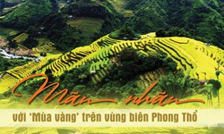 M&#227;n nh&#227;n với ‘m&#249;a v&#224;ng’ ở v&#249;ng bi&#234;n Phong Thổ