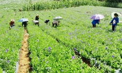 L&#224;o Cai l&#224; địa phương c&#243; nhiều dược liệu đạt GACP-WHO nhất cả nước