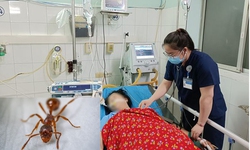 Kiến đốt khiến một phụ nữ sốc phản vệ nguy kịch