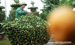 Quýt thỏi vàng trị giá hàng chục triệu đồng được dự báo hút khách dịp Tết