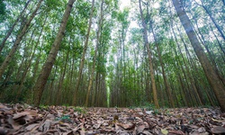 Việt Nam thu về triệu USD nhờ c&#243; rừng, l&#224;m g&#236; để duy tr&#236;?