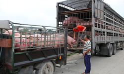 H&#224; Nội: Ngăn dịch tả ch&#226;u Phi để đảm bảo an to&#224;n nguồn cung thịt lợn dịp Tết Nguy&#234;n đ&#225;n