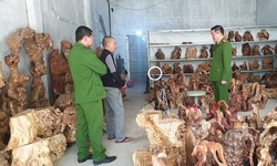 Khởi tố 1 bị can vi phạm quy định về khai th&#225;c, bảo vệ rừng v&#224; l&#226;m sản