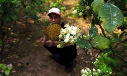 Nghề thụ phấn bằng tay cho hoa bưởi &quot;mang bầu&quot;