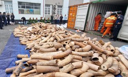 Bắt giữ l&#244; h&#224;ng ng&#224; voi nhập lậu lớn nhất từ trước đến nay tại Hải Ph&#242;ng
