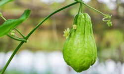 C&#243; thể bị thiếu dinh dưỡng do ăn su su sai c&#225;ch