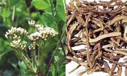 7 bài thuốc hỗ trợ điều trị viêm gan mạn tính