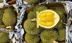 Mải m&#234; xuất sầu ri&#234;ng sang Trung Quốc, h&#224;ng Th&#225;i tr&#224;n chợ Việt b&#225;n gi&#225; cao