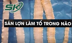 Tưởng t&#226;m thần h&#243;a s&#225;n lợn l&#224;m tổ trong n&#227;o