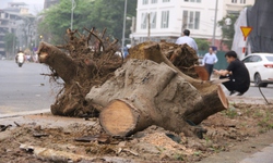H&#224; Nội: H&#224;ng c&#226;y xanh tr&#234;n tuyến phố 340 tỷ trơ gốc, phải nhổ bỏ