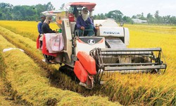 Nghi&#234;m cấm c&#225;c h&#224;nh vi “bảo k&#234;, l&#224;m gi&#225;” m&#225;y gặt l&#250;a