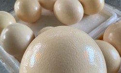 Loại trứng gi&#225; nửa triệu đồng một quả vẫn đắt h&#224;ng