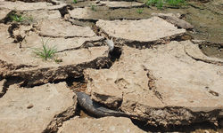 Th&#225;ng n&#224;o l&#224; đỉnh điểm của El Nino năm nay?