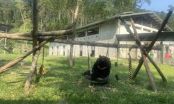 Ghé thăm nơi hồi sinh của những chú gấu