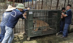 B&#224;n giao 6 con hổ được nu&#244;i nhốt gần 20 năm